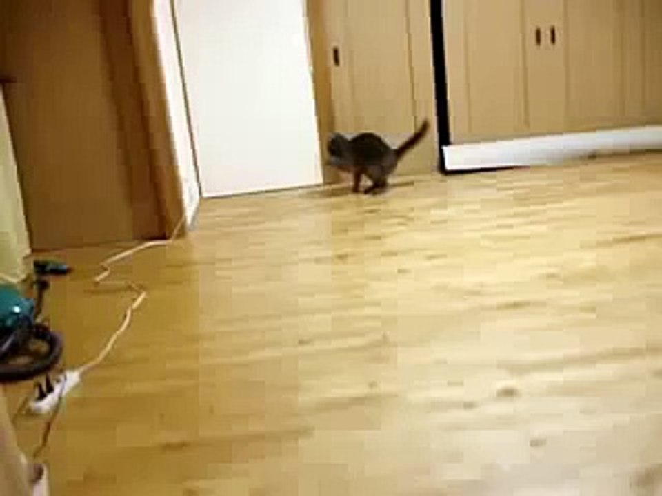 Смешной кот. Funny Cat Videos