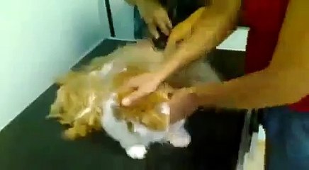 Как бреют Кота. А-ха-ха! РЖАЧ, прикол