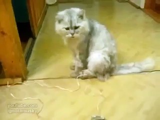 Кот вундеркинд. Домой заходит по звонку
