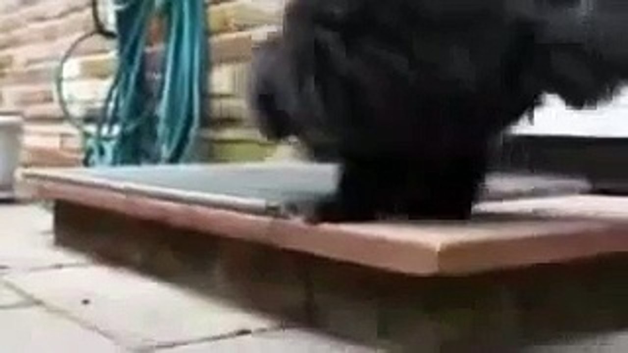 Кот герой. Жизнь на двух лапах