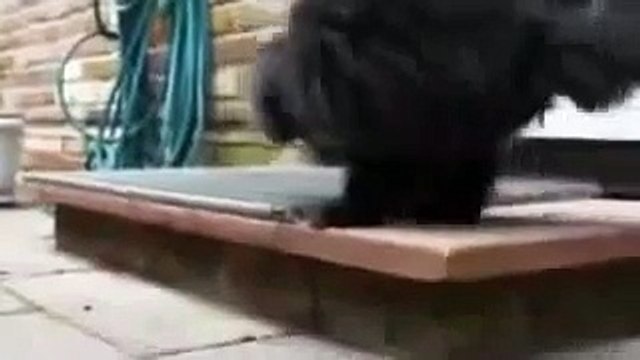 Кот герой. Жизнь на двух лапах