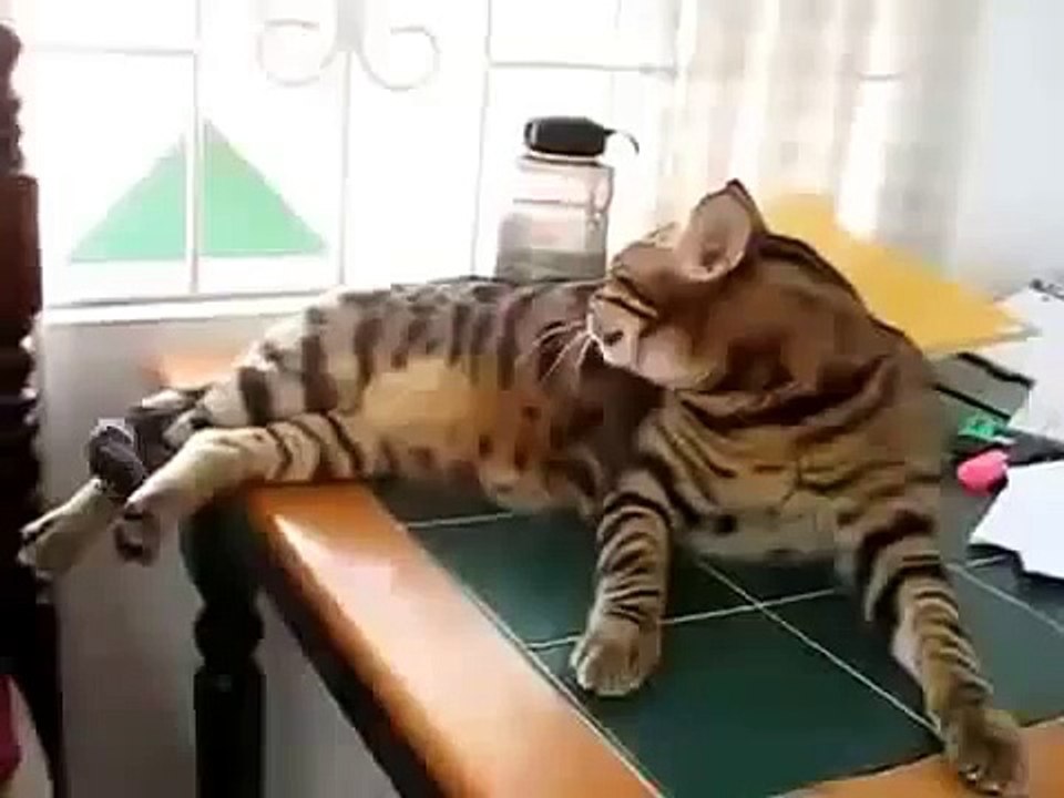 Кот дразнит птиц