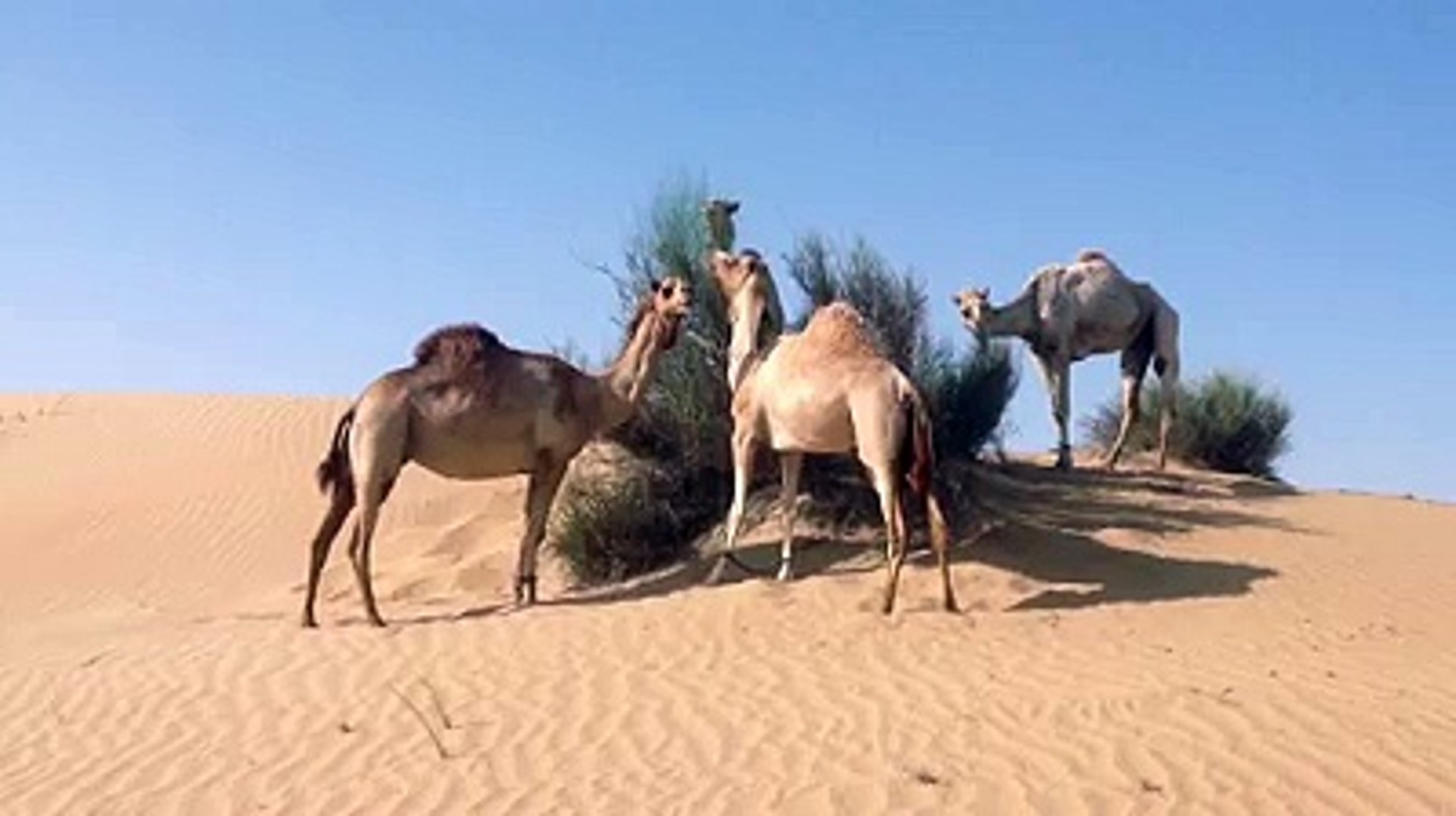 ⁣Camels - Ships of the Desert