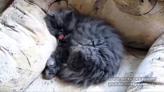 Кот под кайфом. Stoned Cat