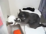 Кот рвет туалетную бумагу. Ну очень смешно!