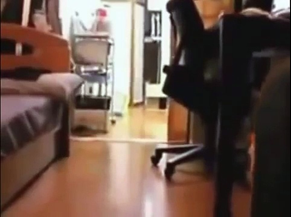 Кот Шредингера. Парадоксальный кот