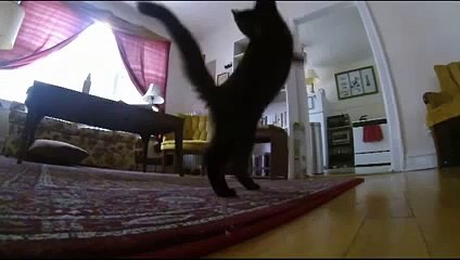 Котенок в слоу мо. Cats in slow mo