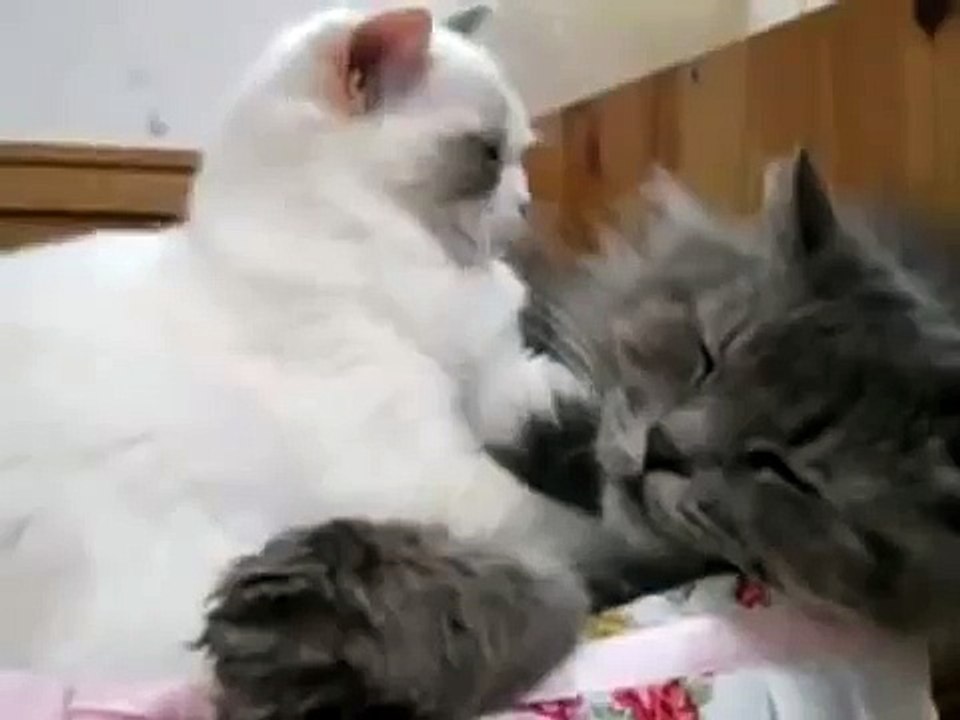 Котик усыпляет другого котика