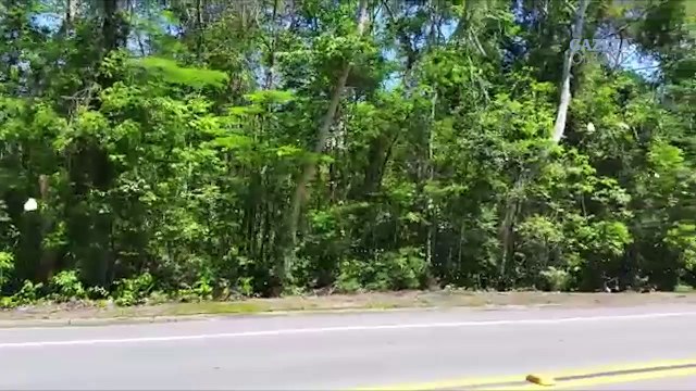 Borboletas chamam a atenção em reservas de Sooretama