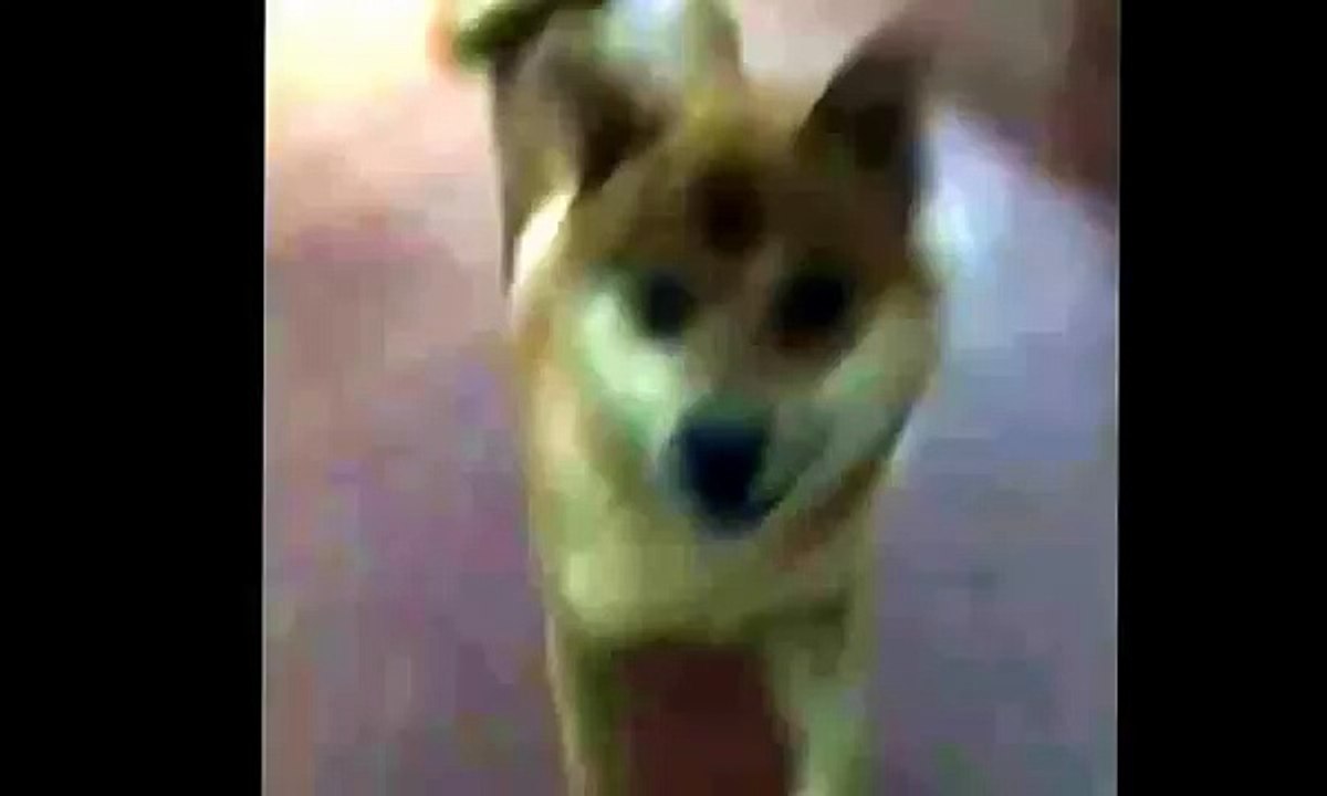 Dancing dog vine silento