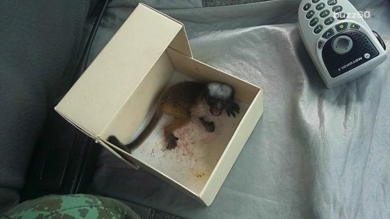 Officer saves tiny monkey that fits in his hand