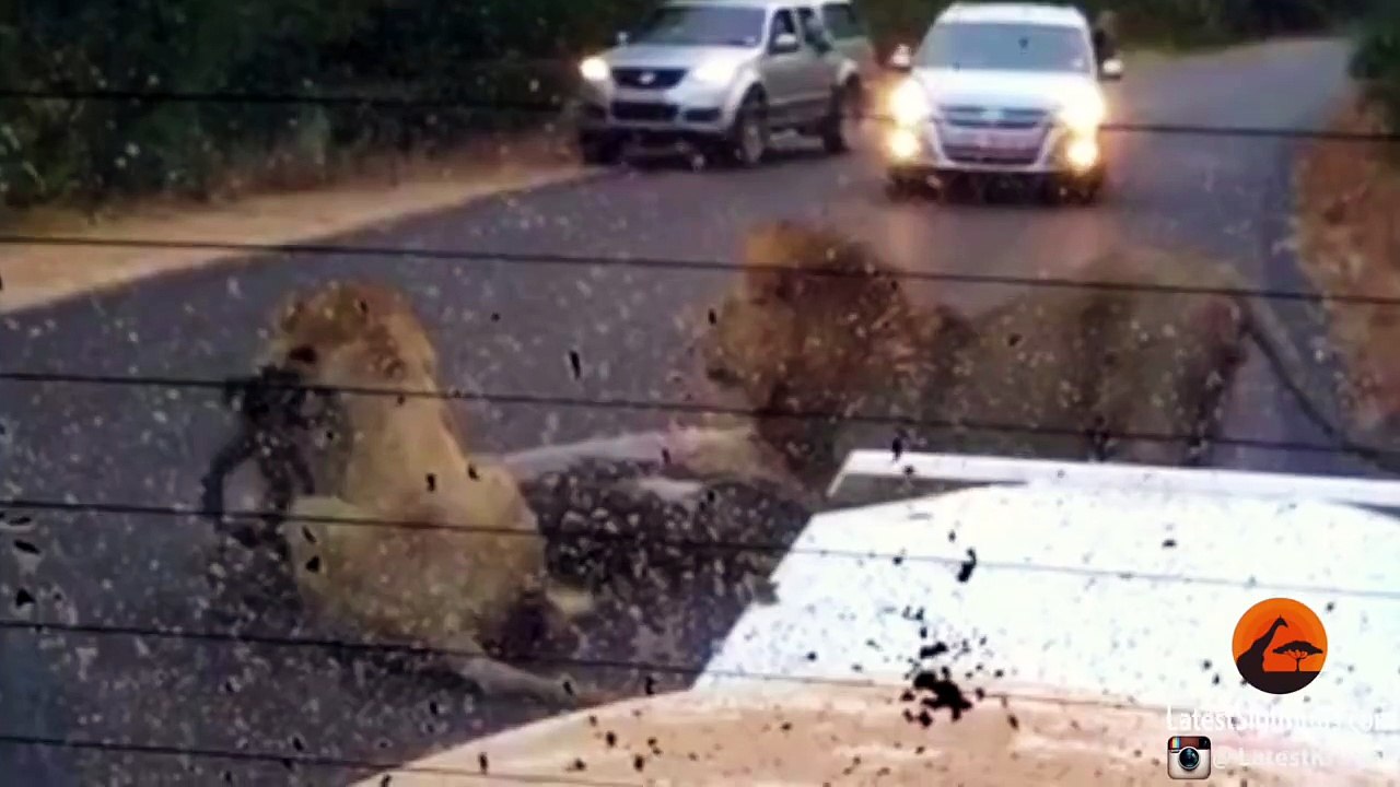 2 Male Lions Kill Kudu in the Middle of the Road - Latest Wildlife Sightings