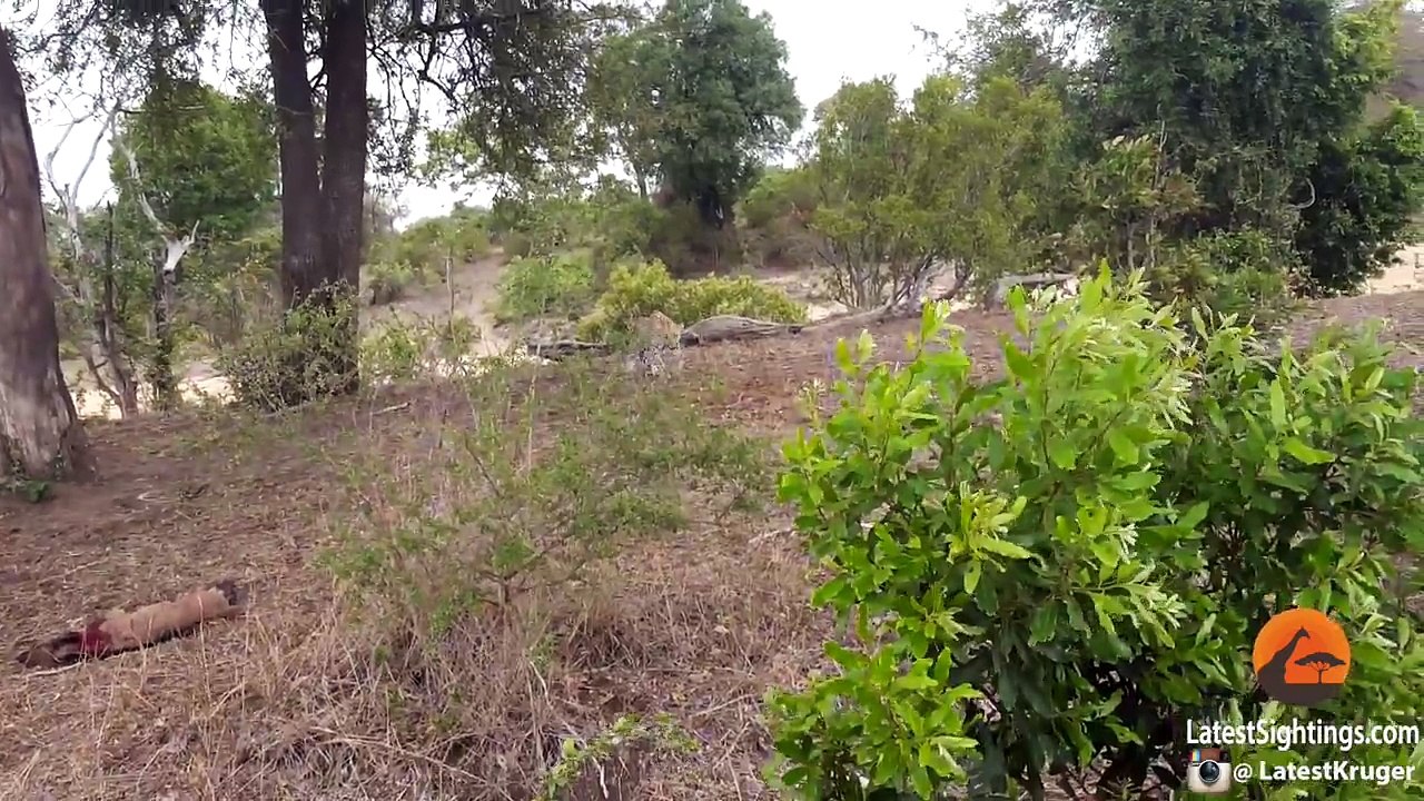 Battle Between Leopard & Wildebeest Mother over Calf - Graphic
