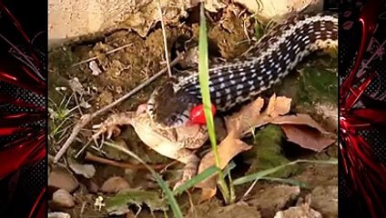 funny clips-funny videos (mast mahol )[14]