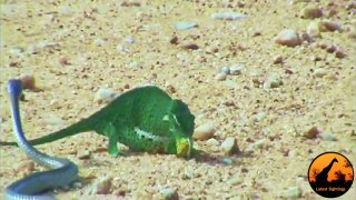 Boomslang Snake vs Chameleon - Latest Wildlife Sightings