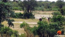 Buffalo Bursts Car's Tire to Chase Lions Away - Latest Wildlife Sightings