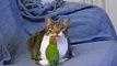 ►► Зеленый попугай дергает кота за усы