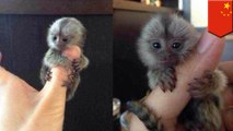 These thumb-sized monkeys are China's latest wealth symbol