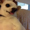 Why cant we be friends / Crazy dog hates its owners (FUNNY VINE!)