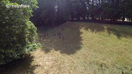 Curious stag investigates drone in the sky