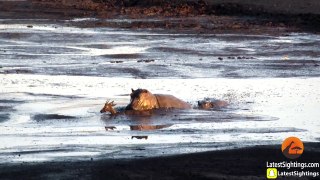 Hippo Kills an Impala That's Stuck in Mud After Lions Chased it