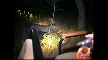 Hyenas Dominate a Leopard With a Kill - Latest Wildlife Sightings