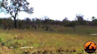 Incredible Attempt By Cheetahs At Hunting A Waterbuck - Latest Wildlife Sightings