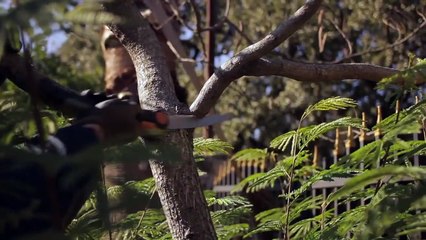 Garden Tool Guides - How to Use a Hand Saw