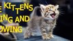 Little kittens meowing and talking