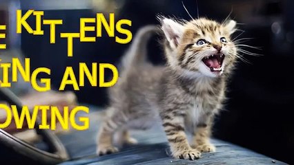 Little kittens meowing and talking