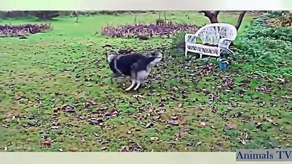 Funny Animal Videos   Dogs Afraid Of Cats Compilation 2016  Animals (FULL HD)