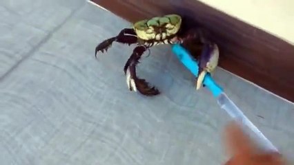 Armé d'un couteau, ce crabe a décidé de ne pas se laisser faire !