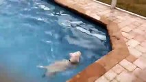 Water-loving dog swims laps in the pool