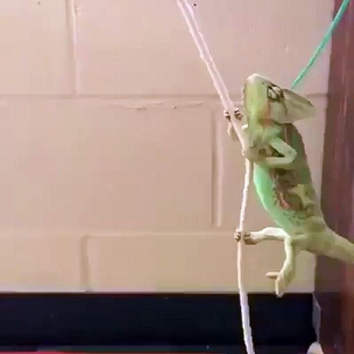 Rare Wrecking Ball Chameleon
