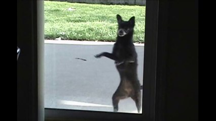 Cute Dog Salsa Dancing