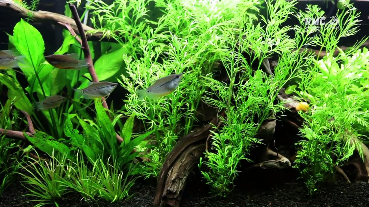 Rois des Aquarium petit sirène