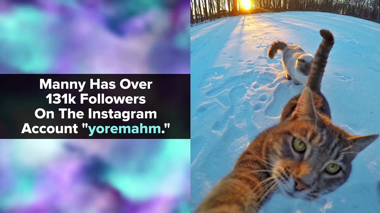 Manny The Selfie-Taking Cat