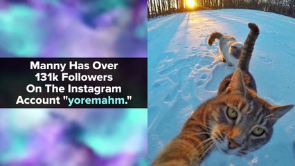 Manny The Selfie-Taking Cat