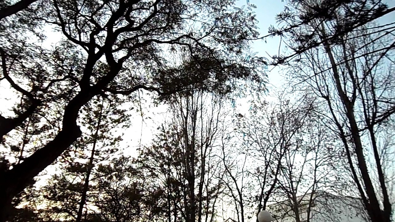 Free Birds in Black-Blue Sky Trees . . .