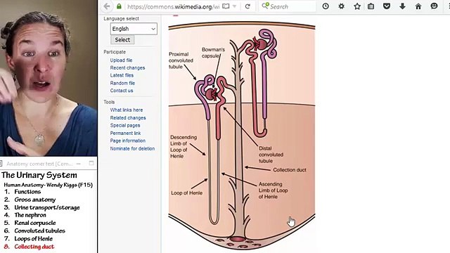 Urinary system 8- Collecting ducts