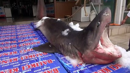 Marmara'da dev köpekbalığı yakalandı