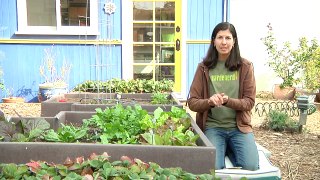 Growing Greens - How to Grow Baby Lettuce
