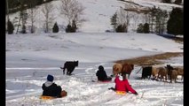 Winter Wonderland Sledding Fails