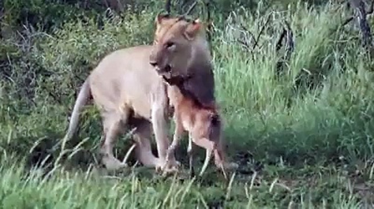lion