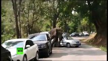 Elefante fuera de control desató pánico entre conductores