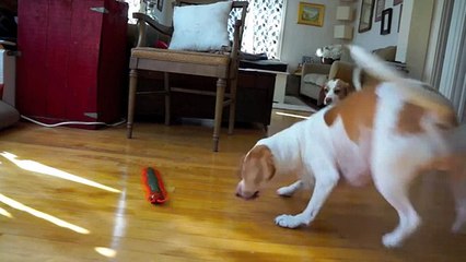 Dog and Sister Team Up to Destroy Giant Centipede