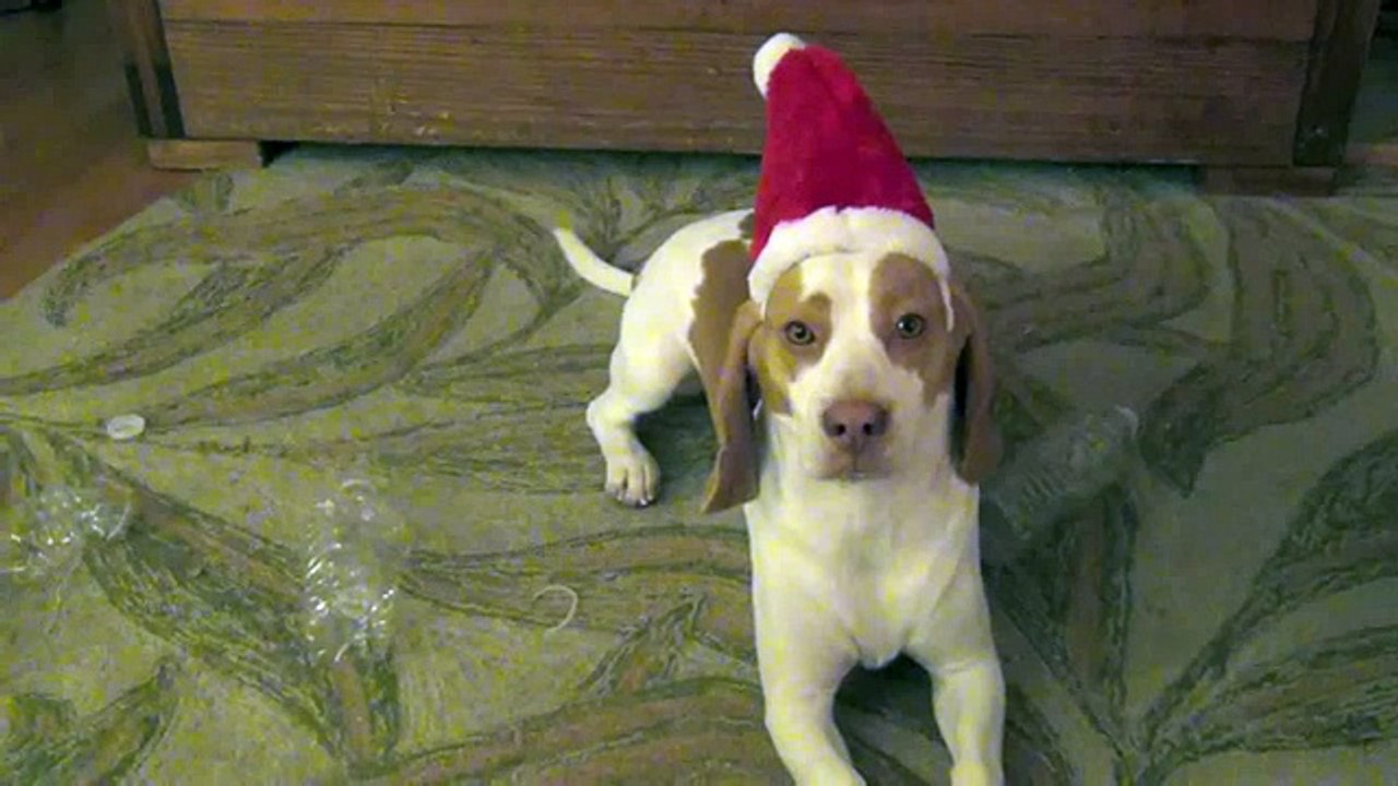 Dog is a Grinch- Cute Dog Maymo