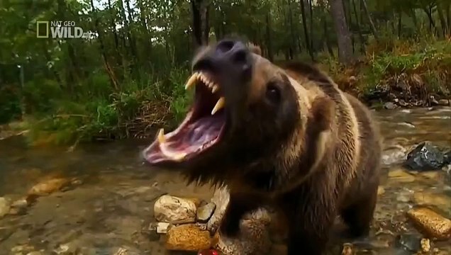 Monkeys attack Car in Saudi Arabia ☆ Animals Attack