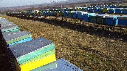 15.02.2016. Zbor frumos la sfarsit de iarna.