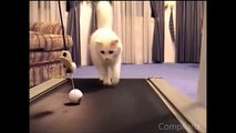 The Ultimate Cats On Treadmills Supercut
